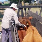 IMPORTANTE CAÍDA EN LA VACUNACIÓN DE ANIMALES EN BOLÍVAR: DESDE FUNDEBO ALERTAN SOBRE EL IMPACTO SANITARIO