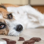 DENUNCIAN OTROS DOS EPISODIOS DE ENVENENAMIENTO DE ANIMALES EN DISTINTOS PUNTOS DE LA CIUDAD