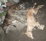 NUEVA DENUNCIA POR EL ENVENENAMIENTO DE TRECE PERROS EN VILLA DIAMANTE