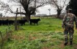 HALLARON 15 VACUNOS QUE HABÍAN SIDO DENUNCIADOS COMO FALTANTES EN UN CAMPO DE IBARRA