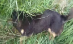 SE CONOCIERON OTROS DOS CASOS DE ENVENENAMIENTO DE PERROS, AHORA EN BARRIO LOS TILOS