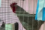NO ES ARROZ, PERO SÍ UN “GALLO ORO”: EL MÁS CARO DE LA ARGENTINA SE VENDIÓ EN LA RURAL DE BOLÍVAR